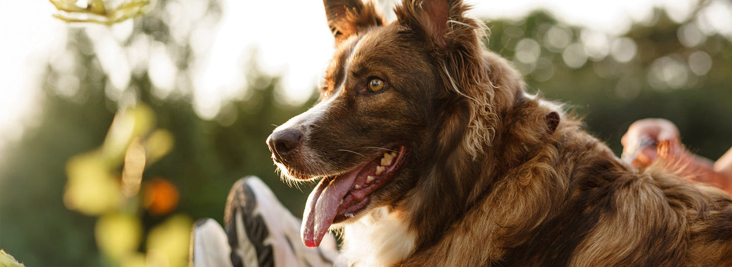 Healthy dog enjoying the outdoors, representing natural nutrition, pet wellbeing and an active lifestyle.
