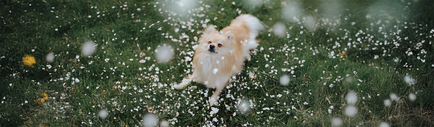 Happy dog running through a grassy field with wildflowers, enjoying outdoor play in nature.