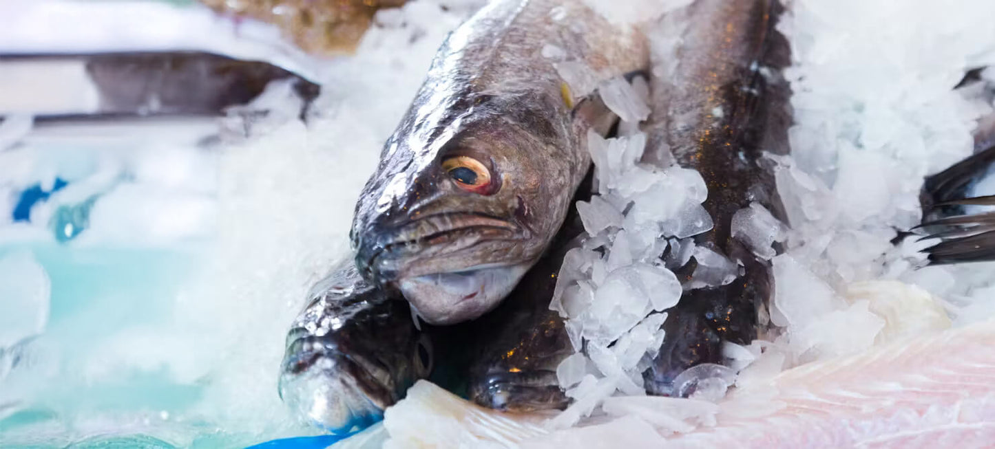 Fresh New Zealand fish on ice, highlighting premium seafood ingredients used in Sealord Skipper pet food recipes.