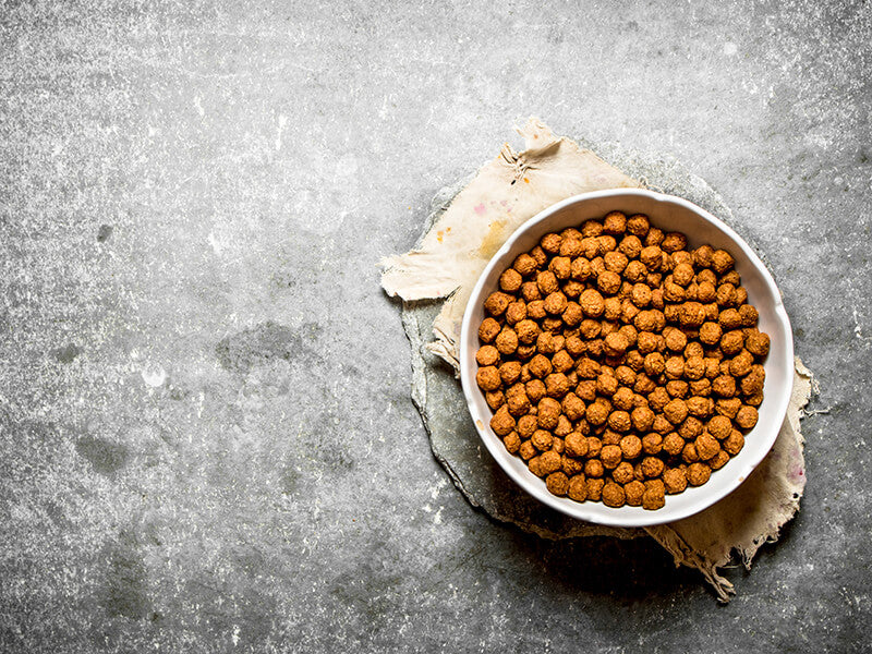 White bowl filled with orange pet food on a gray textured surface