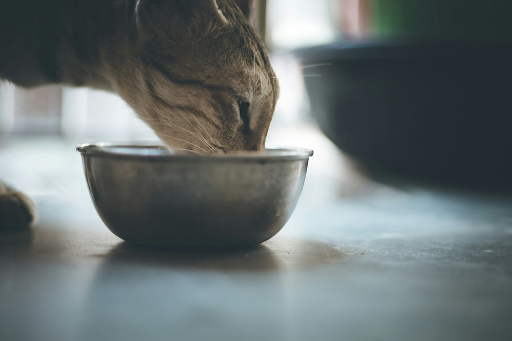 House cat enjoying meal representing healthy cat food and pet food NZ