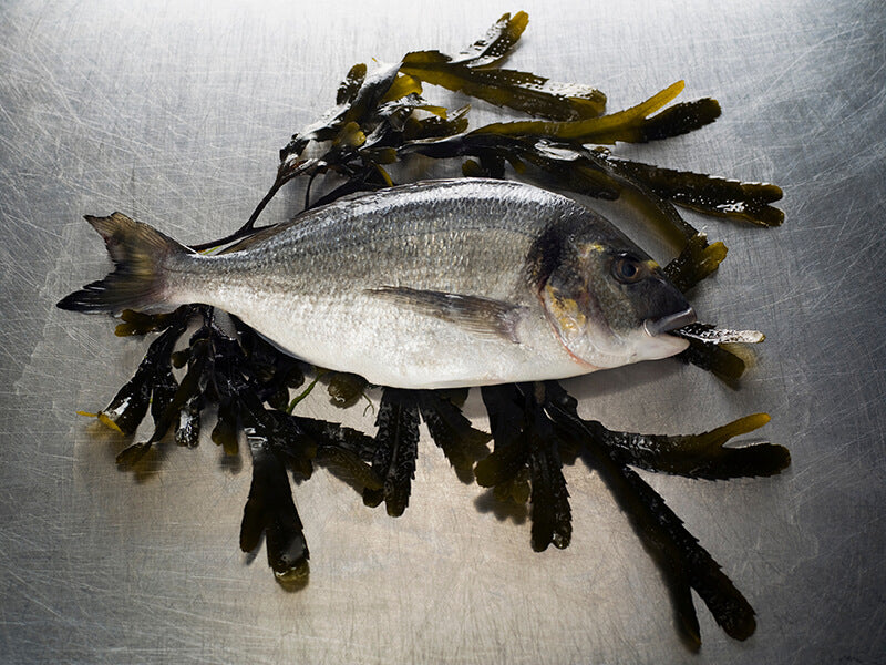 Fish and seaweed on a metallic surface