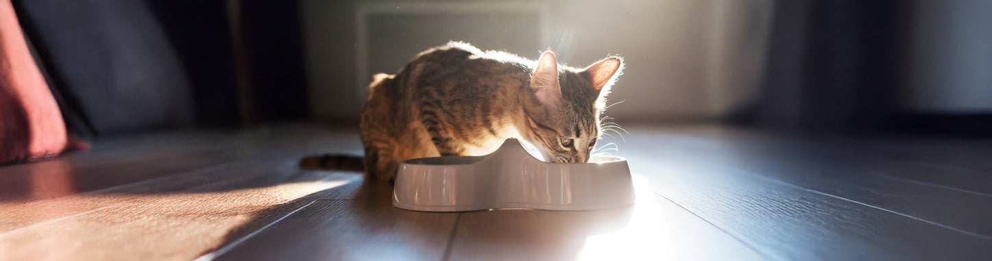 Cat enjoying meal from bowl indoors natural pet feeding scene