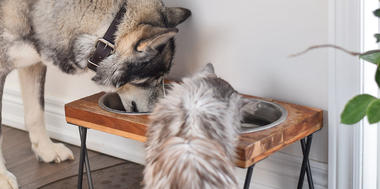 Dog and cat eating healthy pet food NZ from feeding bowls