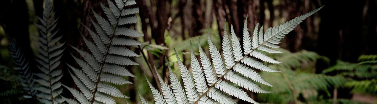 Close-up of fern leaves with a dark, blurred background
