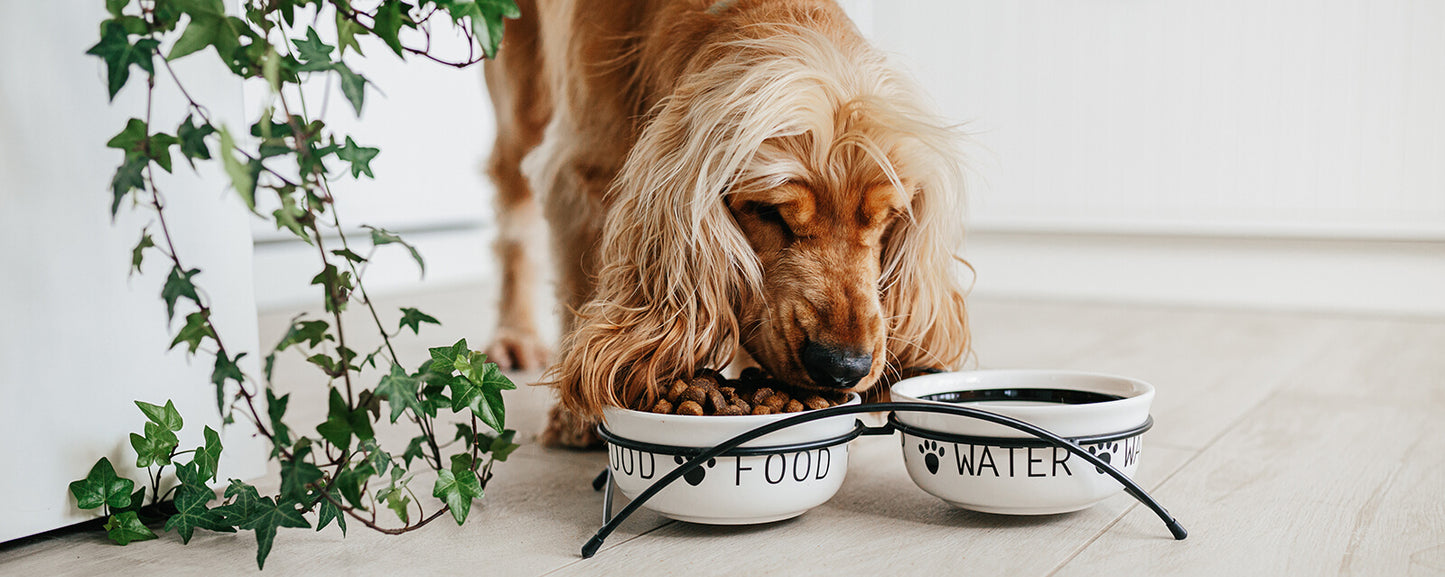 Domestic dog eating kibble from food bowl at home pet nutrition