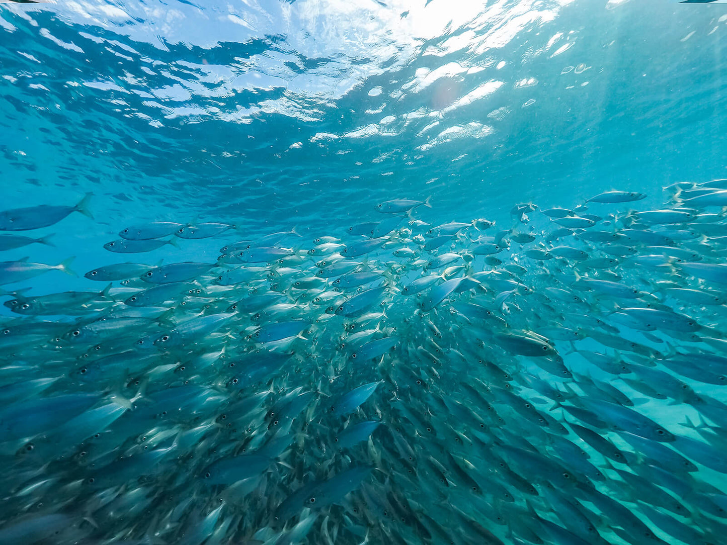 School of fish in clean ocean waters providing sustainable seafood ingredients for natural pet food NZ